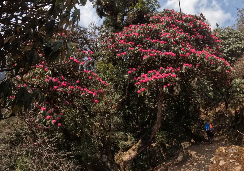 Rhododendrons flower in Poon Hill Trek
