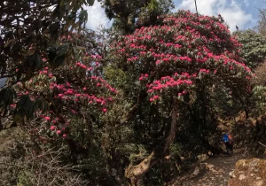Rhododendrons flower in Poon Hill Trek